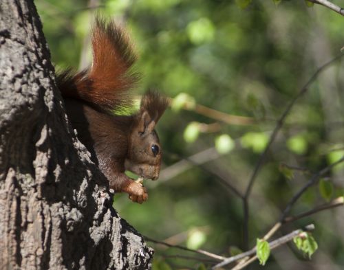 squirrel fauna nature