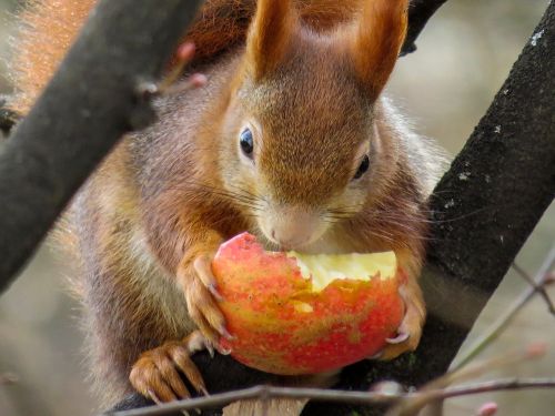 squirrel cute croissant