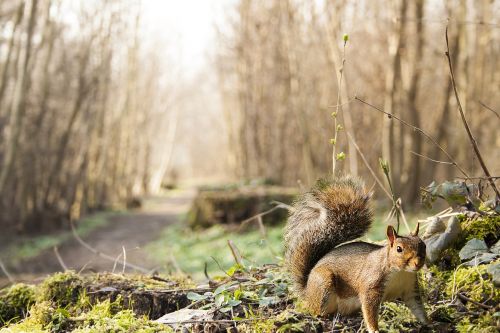 squirrel wood undergrowth