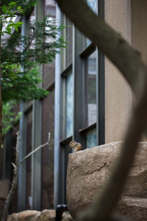squirrel zoo animal
