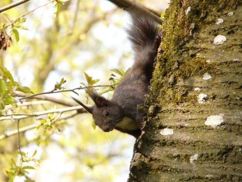 squirrel rodent furry