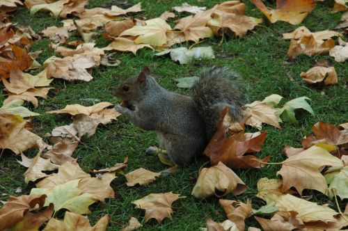 squirrel animal park