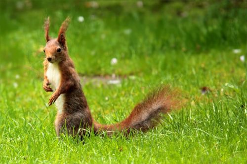 squirrel brown garden