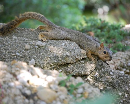squirrel outdoors rock