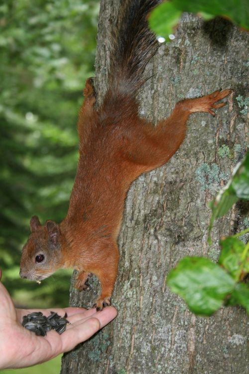 squirrel animal feeding