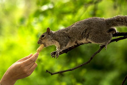 squirrel hand animal