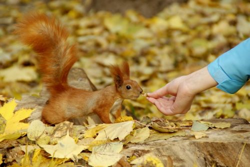 squirrel animals living nature