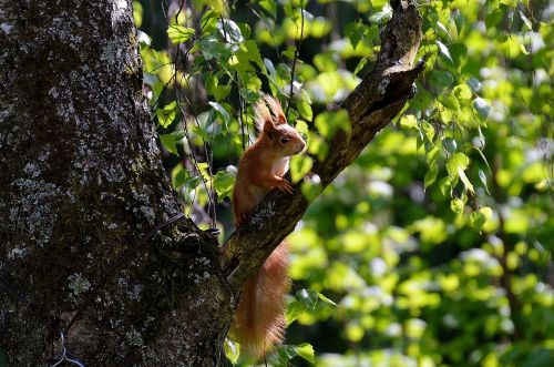 squirrel nager cute