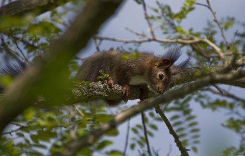squirrel verifiable kitten spring