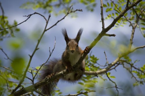 squirrel verifiable kitten spring