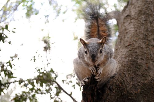 squirrel nature forest