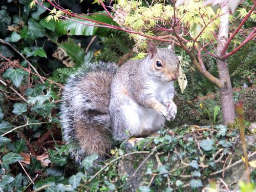 squirrel garden grey