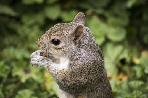 squirrel rodent animal