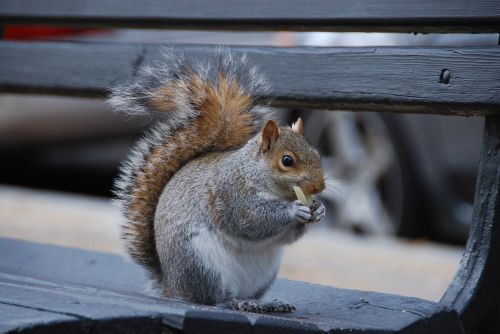 squirrel pasta macaroni