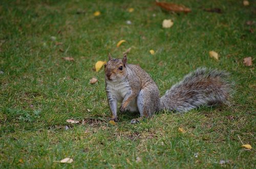 squirrel grey animal