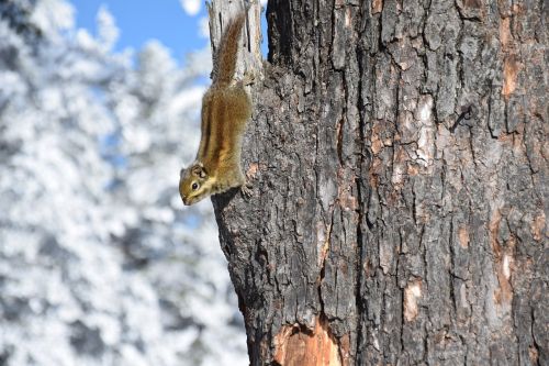 squirrel tree snow