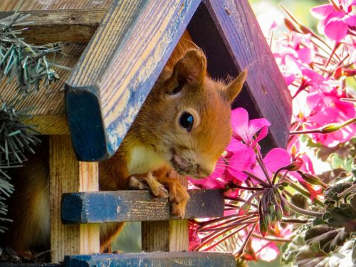 squirrel cute garden