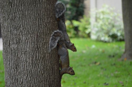 squirrel nature wildlife