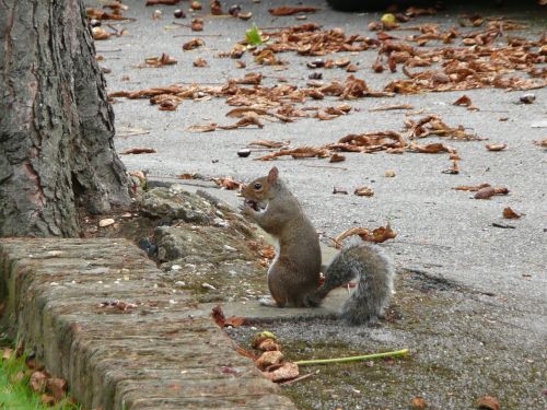 squirrel london england