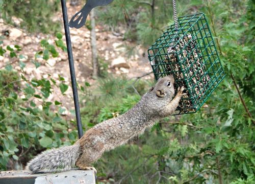 squirrel rodent feeding