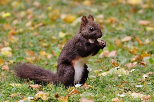 squirrel nager cute