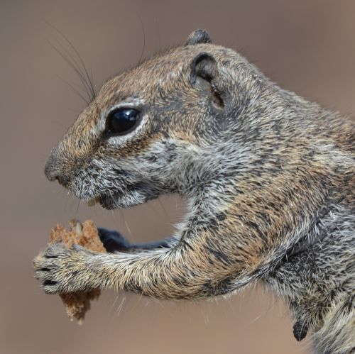 squirrel ground squirrel animal