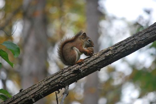squirrel nature eating