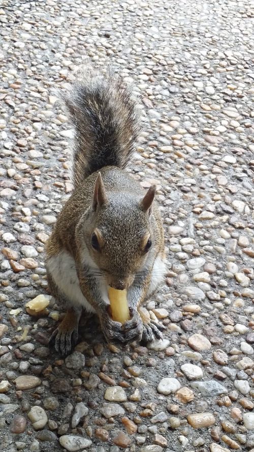 squirrel nature food