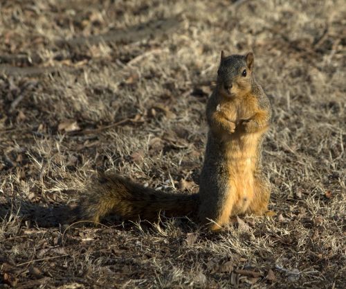 squirrel wildlife nature