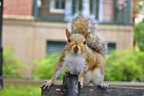 squirrel outdoors animal