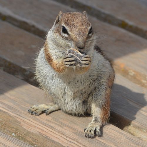 squirrel ground squirrel chipmunk