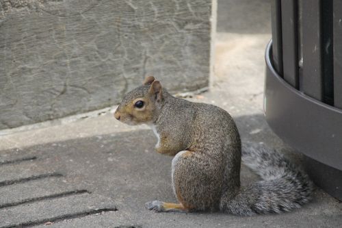 squirrel hunched sitting