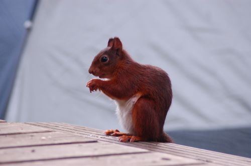 squirrel food animal