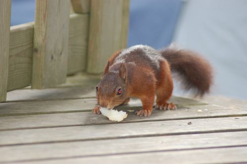 squirrel food cute