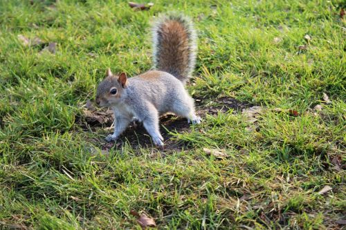 squirrel london park