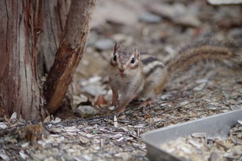 squirrel small wood