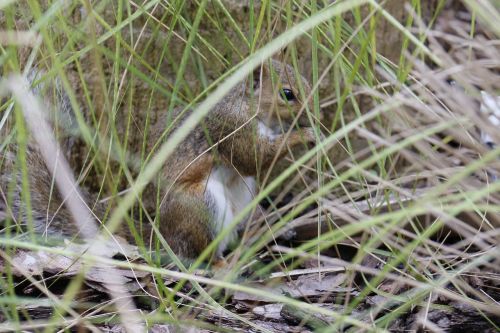 squirrel hidden herbs