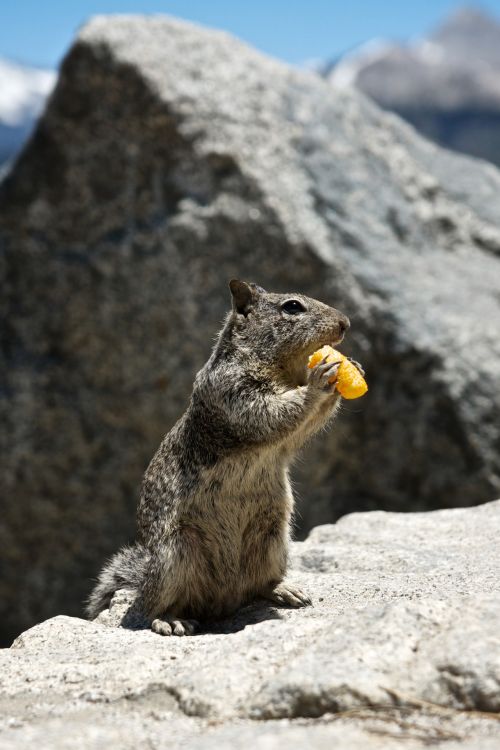 Squirrel And Junk Food