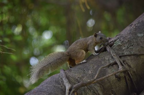 squirrel brown animal the park