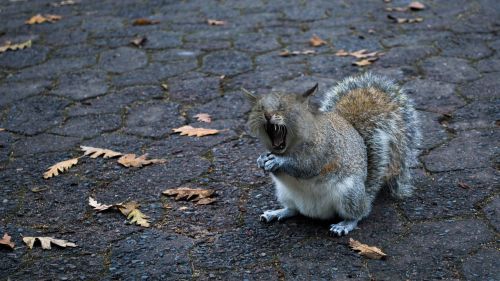 squirrel-cat yawn foot