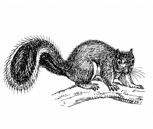 Squirrel Clipart Illustration