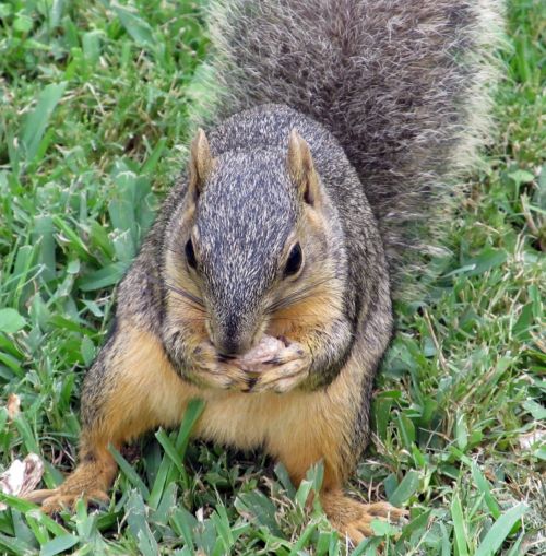 Squirrel Eating A Nut