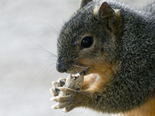 Squirrel Eating A Peanut