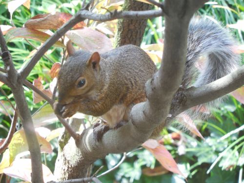Squirrel In A Dogwood Tree