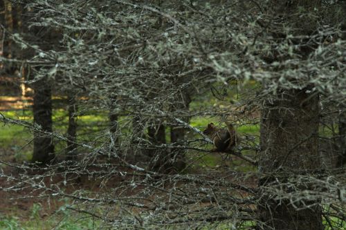 Squirrel In A Tree