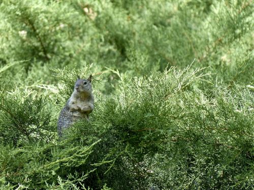 Squirrel In The Pines