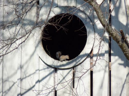 Squirrel In Window