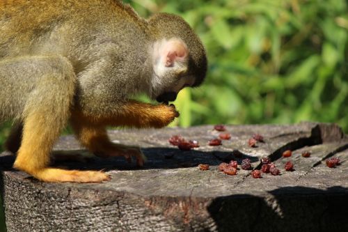 squirrel monkey monkey capuchin-like