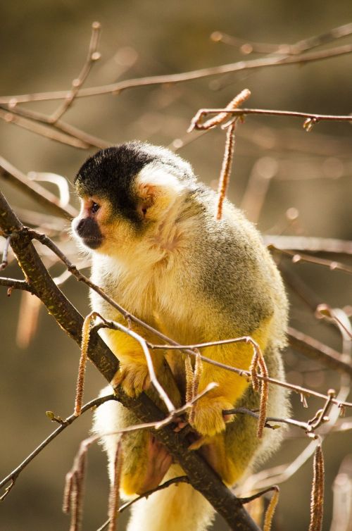 squirrel monkey monkey primate