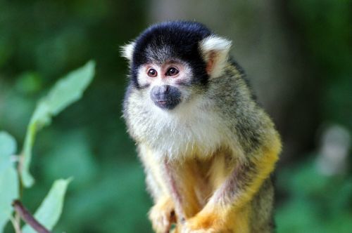squirrel monkey monkey äffchen